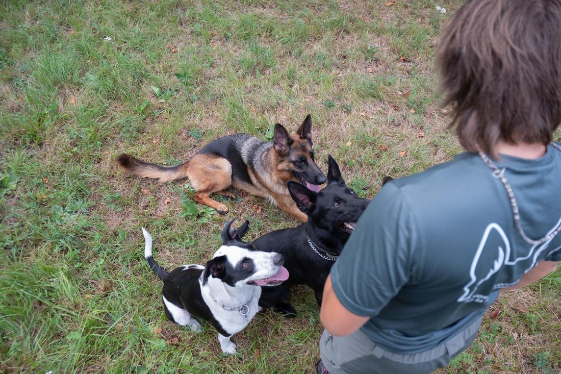 Anna con tre cani sdraiati e seduti sull’erba