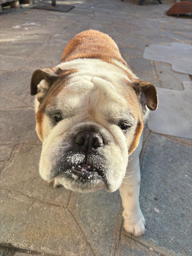 Un bulldog inglese