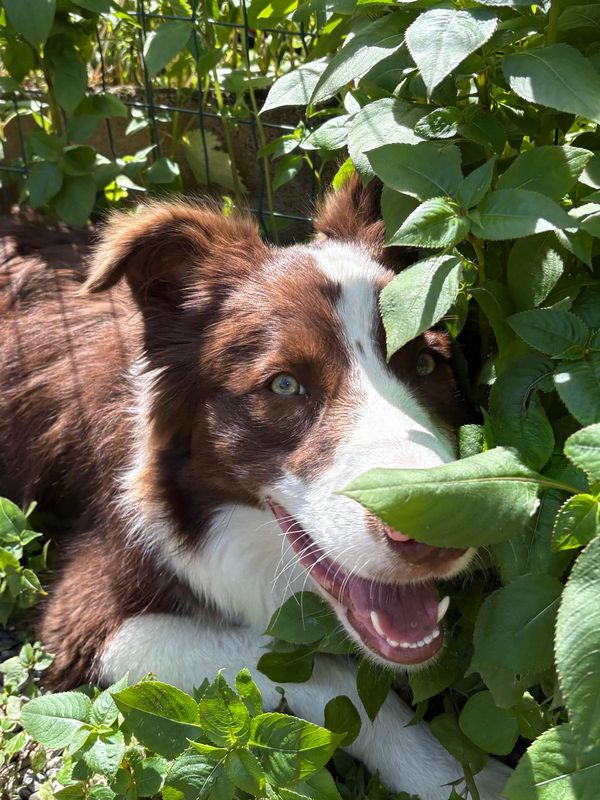 Fuji, border collie marrone e bianco