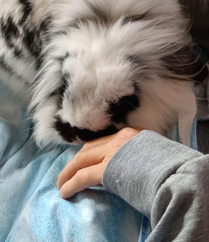 Un coniglio bianco e nero appoggiato a una mano