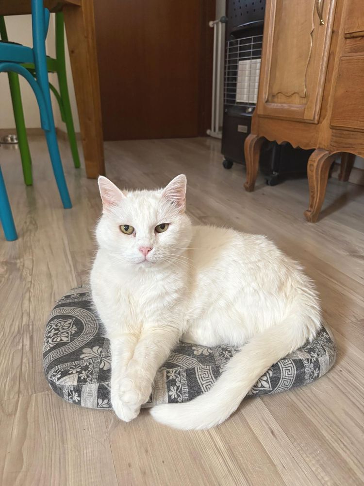 Un gatto bianco su un cuscino