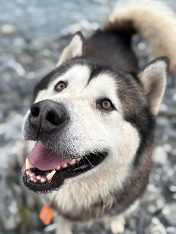 Altai, husky