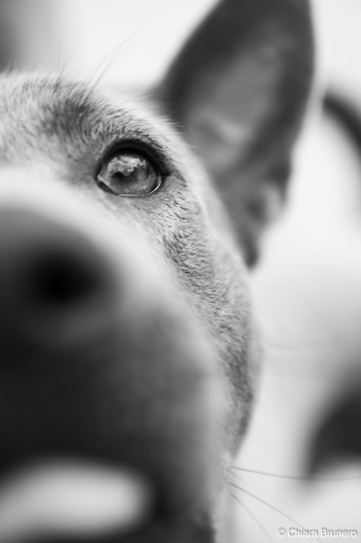 Primo piano in bianco e nero dell’occhio e dell’orecchio di un Thai Ridgeback
