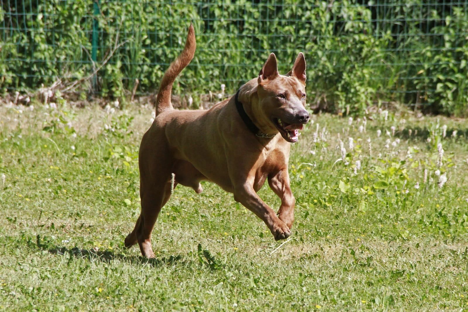 Un Thai Ridgeback fulvo che corre sull’erba