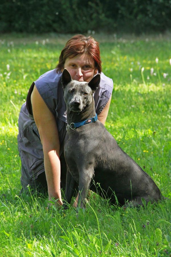 Un Thai Ridgeback grigio seduto davanti a Barbara Striano