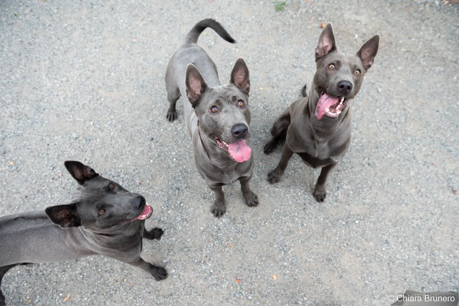 Tre Thai Ridgeback grigi che guardano verso l’alto