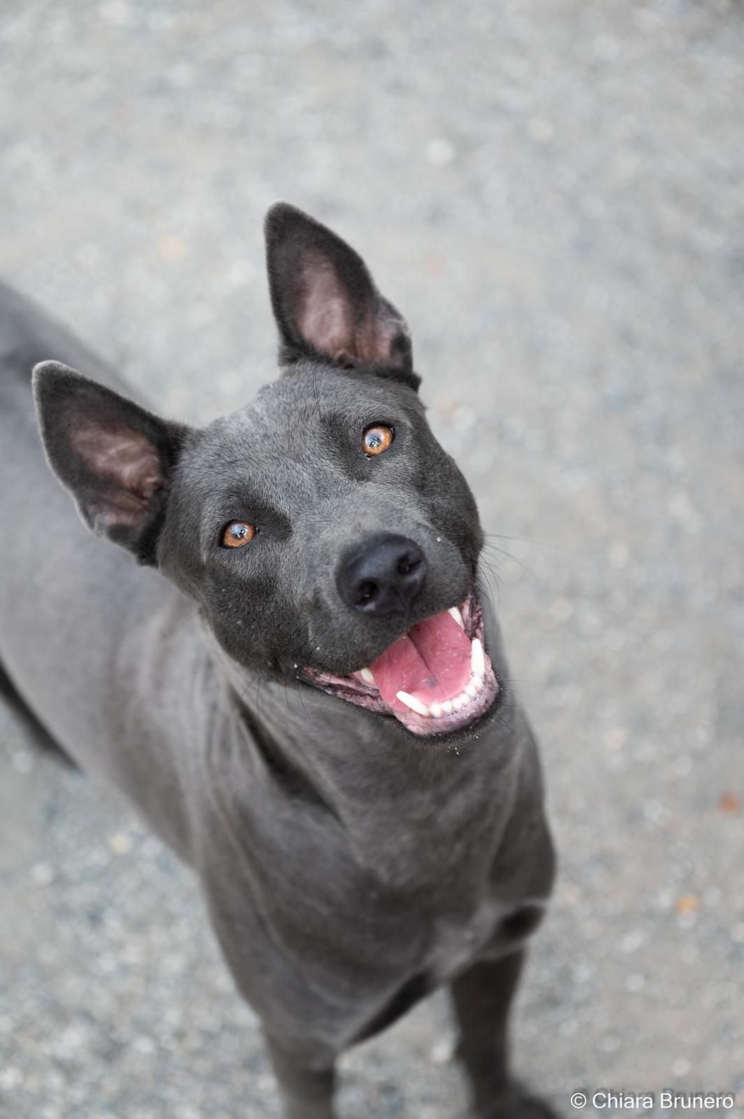 Un Thai Ridgeback grigio che guarda in alto